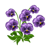 violets